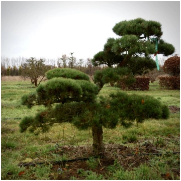 Parastās priedes (Pinus sylvestris) BONSAI-NIWAKI 