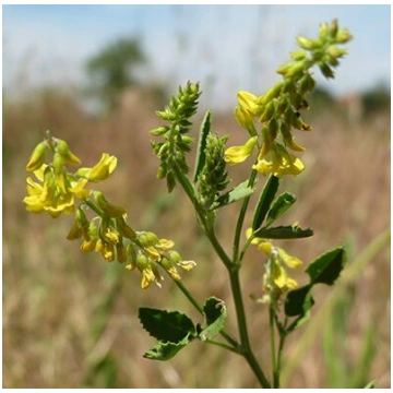 Ārstniecības amoliņš (Melilotus officinalis), 5g