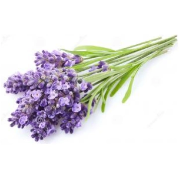 Lavanda augstkalnu (Lavandula angustifolia) ēteris