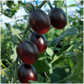 Tomāti Onyx F1 GSPP 10 sēklas, Tomāti , Dārzeņu sē