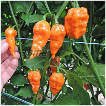 PIPARI - DRACO ORANGE - 500 sēklas