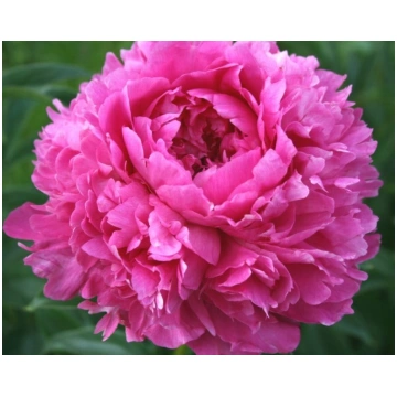 Peonija pienziedu Glory Hallelujah/Paeonia lactifl