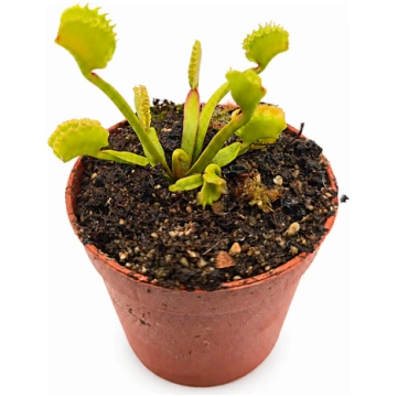Dionaea muscipula "Lycan Abyss" (Caput Mundi Labs)