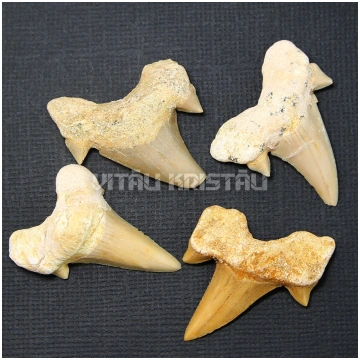 Haizivs zobs 2 - 3 cm 1 gb