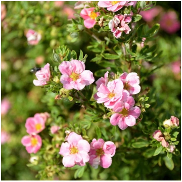 Potentilla fruticosa 'Pretty Polly' Para