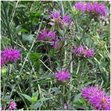 Monarde -Monarda Monarda fistulosa | Larēna