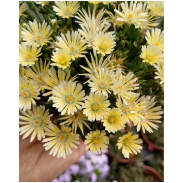Delosperma hybrida Sundella Lime | A.M. ozoli
