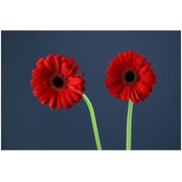 Gerbera Ladies First