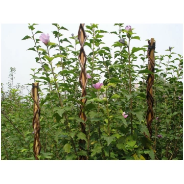 Auga atbalsts Willow 190 cm, pīts, augu atbalstam