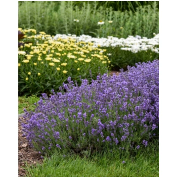 Lavandula angustifolia Munstead | A.M. ozoli