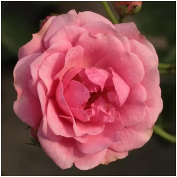 Rozā - parka roze - maigi smaržīga roze - skābs ar
