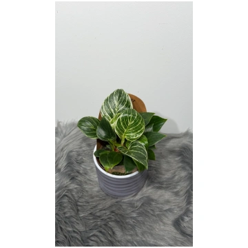 Philodendron Birkin Augi-Plants