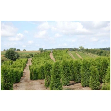 THUJA BRABANT 220-250CM Lebensbaum Brabant - Hecke