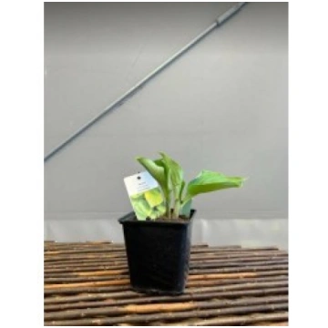 HOSTA SUM AND SUBSTANCE PUKU LAUKI