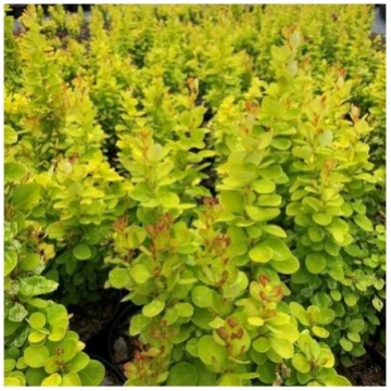 Bārbele, Tunberga "Neon Gold" /berberis thunbergii
