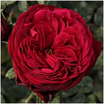 Rozā - Tējhibrīdroze - intensīvi smaržīga roze - k