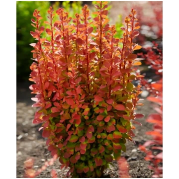 Berberis thunbergii 'Orange Rocket' (Tun
