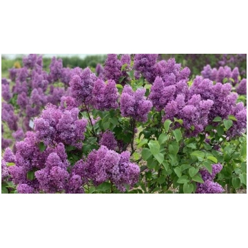 Ceriņu ziedēšana Dobelē, zīdkoka plantācija Cērē, 