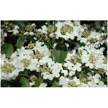 Viburnum plicatum Summer Snowflake- Japānas milzu 