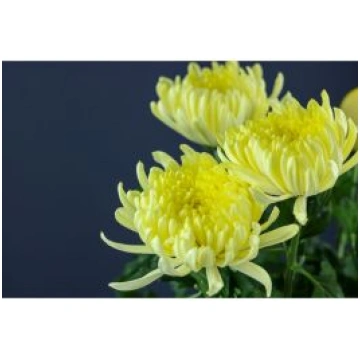 Chrysantemum Gagarin Lunar