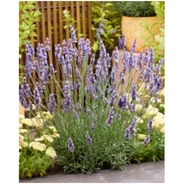Lavandula intermedia Sensational (Tesseract) | A.M