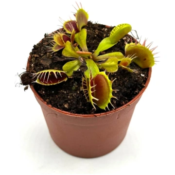 Dionaea muscipula Nihasa Caput Mundi Labs