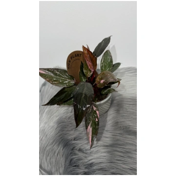 Philodendron Pink Princess Marble Augi-Plants