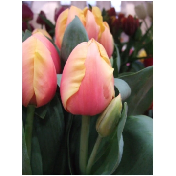 Triumfa tulpe "MANGO CHARM"