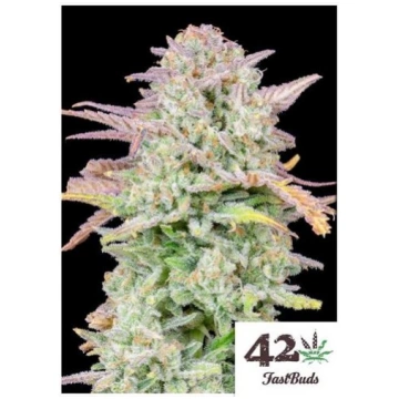 Fast Buds - Trainwreck Auto - 3 Semi