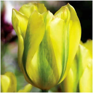 Tulpes zaļziedu FORMOSA 12/+ 80gab Dārziem