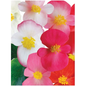 Begonia semperflorens Ambassador Mix | A.M. ozoli