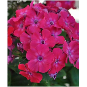 Skarainais floksis- Phlox paniculata ”Early pro ce