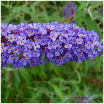 Dāvida budleja (Buddleja davidii) 'Nanho Blue