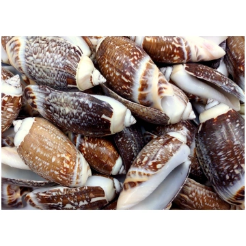 Olive Seashell Dark Assortment (Approx. 1 kilogram