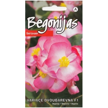 Begonijas leduspuķes Variace Dvoubarevna F1 rozā s