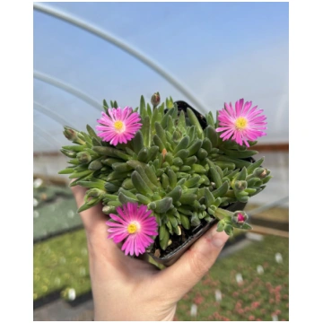 Delosperma cooperi Jewel of Desert Candystone | A.