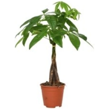 Telpaugi Pachira aquatica(pahira)