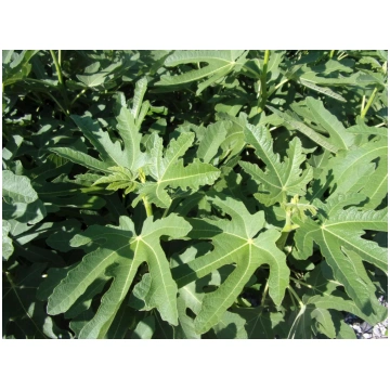 Ficus carica Pastilliere-Ficus carica Rouge de Bor