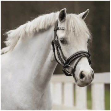 QHP iemaukti Brixie