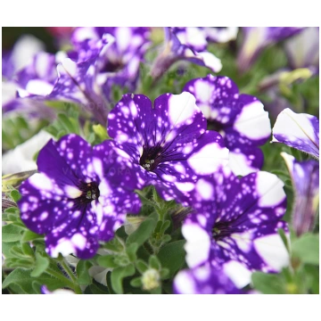 Petunia x hybrida Specials NightSky, 1 gb.,lūgums 