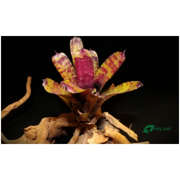Neoregelia Kit Kat Hobby Jungle
