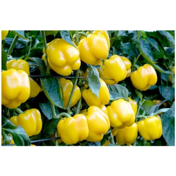 Paprika Kioto F1 (10 sēklas) Darzinam.lv