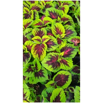 Coleus - Augstās Skaistnātrītes