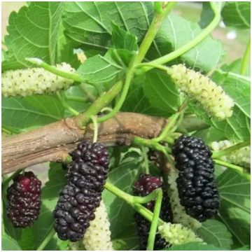 Zīdkoks- Illinois Everbearing (Morus alba x rubra)