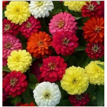 Cinnijas ZAHARA DOUBLE MIX 10 gab PanAmericanSeed 
