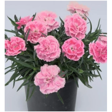 Dianthus caryophyllus DiaDeur Sissy Pink | A.M. oz