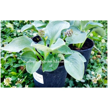 Hosta `Blue Mouse Ears`