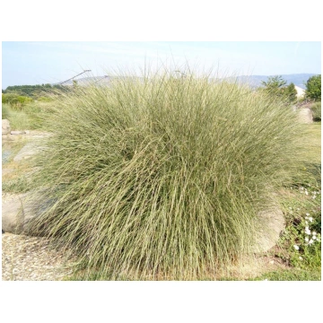 Miscanthus sinensis Morning Light Donnadipiante - 