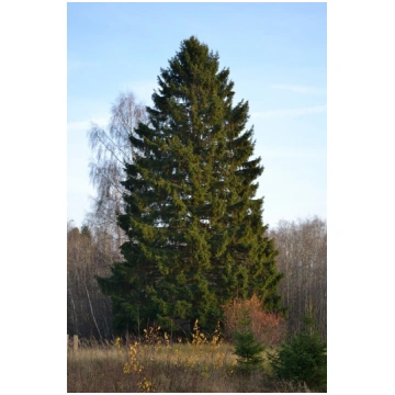 Parastā egle(picea abies)