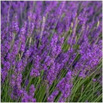 Lavanda Lavandula
